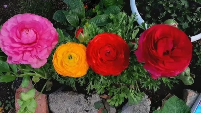 plantar-ranunculos-jardin-floracion-abundante