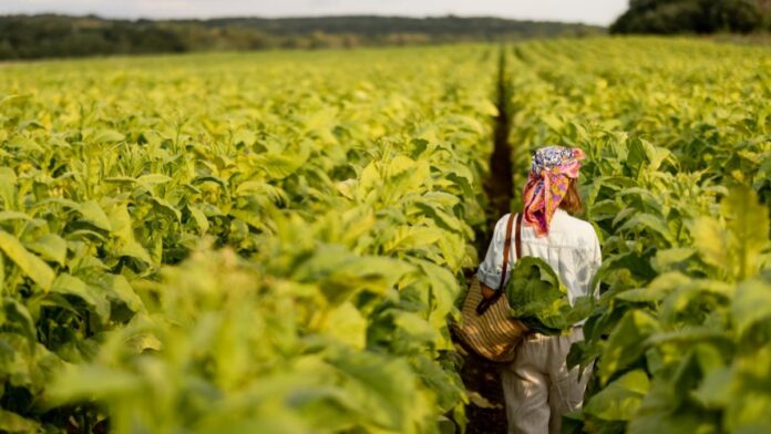 tabaco-supera-platano-canarias-record-2024